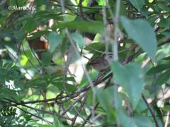 Uropsila leucogastra