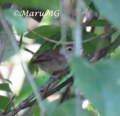 Uropsila leucogastra