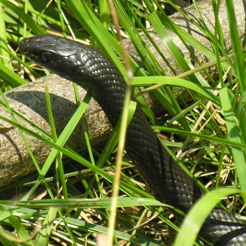 Northern Black Racer photographed in New York