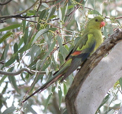 Polytelis anthopeplus monarchoides