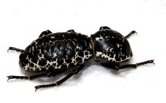 Zopherus laevicollis