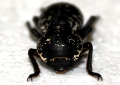 Zopherus laevicollis