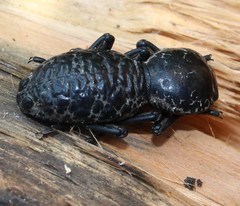 Zopherus laevicollis