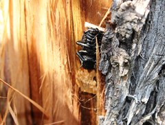 Zopherus laevicollis