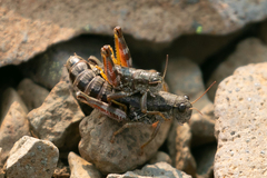 Buckellacris chilcotinae