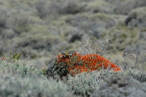 Gray-hooded Sierra-Finch (Phrygilus gayi)
