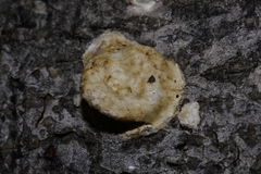 Hypomyces aurantius