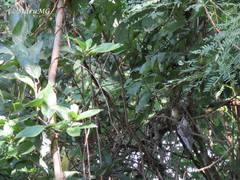 Uropsila leucogastra