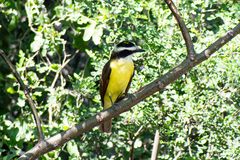 Pitangus sulphuratus