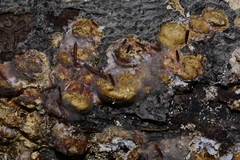 Hypomyces aurantius