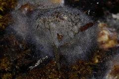 Hypomyces aurantius