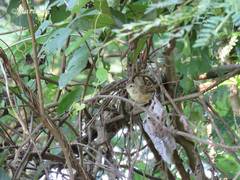 Uropsila leucogastra