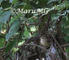 Uropsila leucogastra