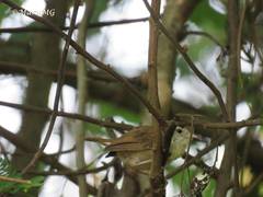 Uropsila leucogastra