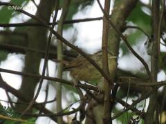 Uropsila leucogastra