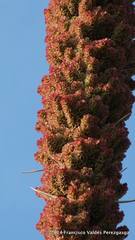 Dasylirion cedrosanum