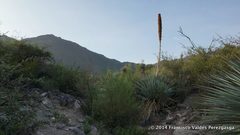 Dasylirion cedrosanum