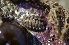 Acanthochitona