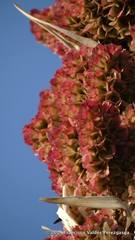 Dasylirion cedrosanum