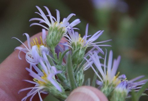 Image of Symphyotrichum defoliatum by (c) Millie Basden, some rights reserved (CC BY)