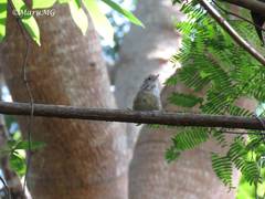 Uropsila leucogastra