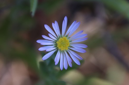 Image of Symphyotrichum defoliatum by (c) Millie Basden, some rights reserved (CC BY)