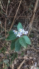 Solanum