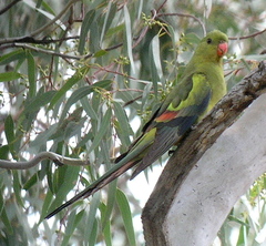 Polytelis anthopeplus monarchoides