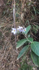 Solanum