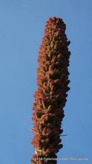 Dasylirion cedrosanum