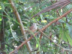 Uropsila leucogastra