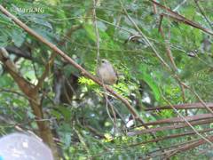 Uropsila leucogastra