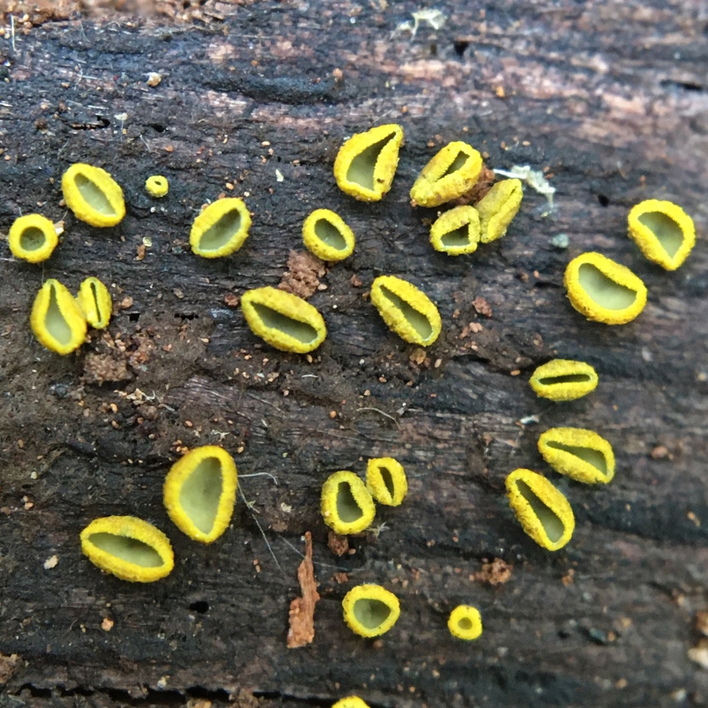 Chlorospleniaceae