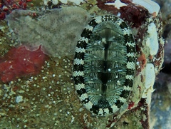 Chiton tuberculatus