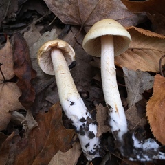 Hebeloma ischnostylum