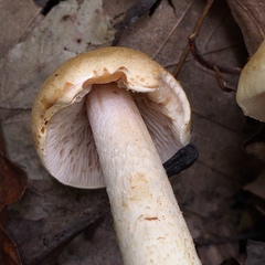 Hebeloma ischnostylum