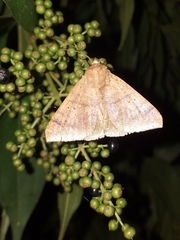 Ophisma