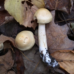 Hebeloma ischnostylum