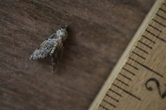 Abablemma bilineata