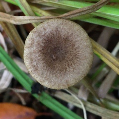 Lactarius griseus