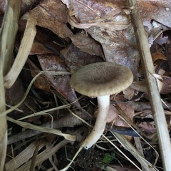 Lactarius griseus