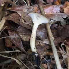 Lactarius griseus