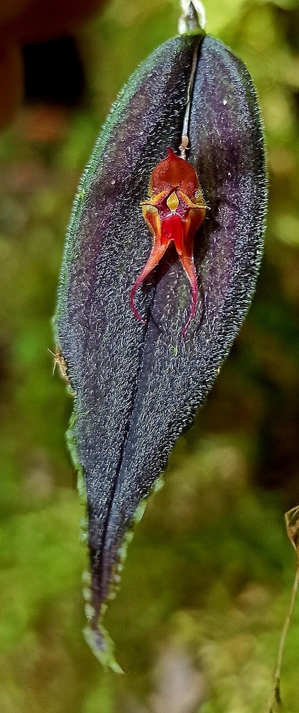 Lepanthes dactylopetala