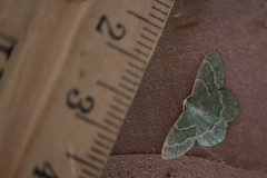 Chlorochlamys phyllinaria