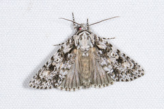 Acronicta marmorata
