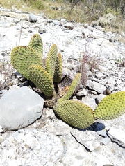 Opuntia microdasys