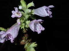 Physostegia digitalis