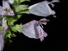Physostegia digitalis