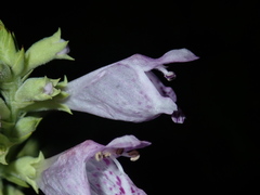 Physostegia digitalis
