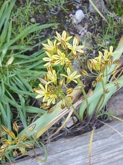 Triteleia ixioides anilina